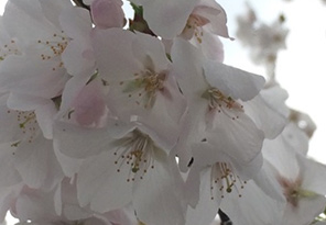 桜の寄贈